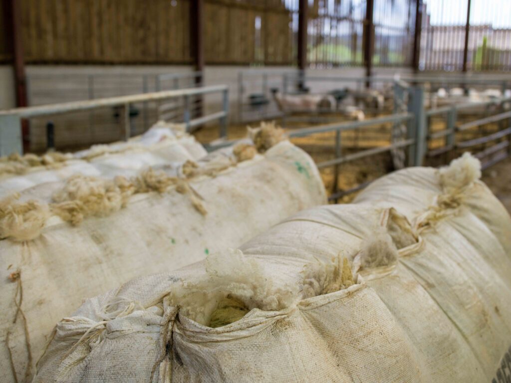 british wool ukft associate member farmer sheep