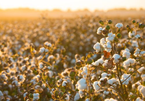 Adobe stock image of a cotton field