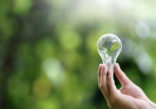 envato stock image light bulb green sustainability