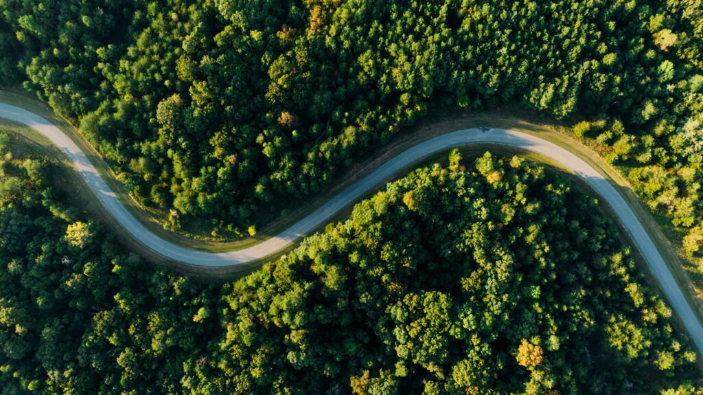 stock image pexels forest trees roads