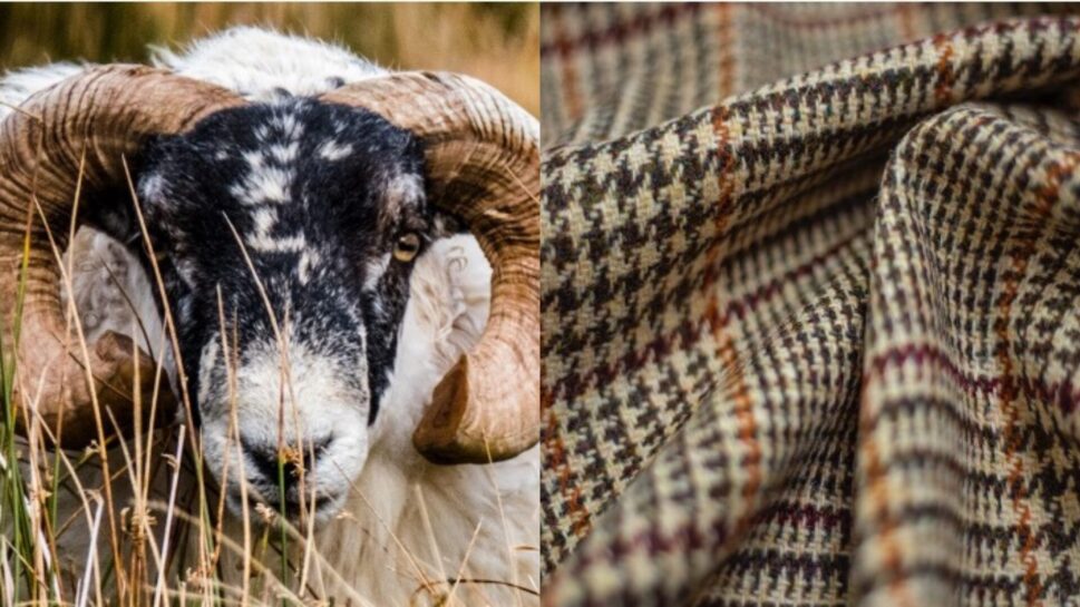 Harris Tweed-close up sheep and tweed