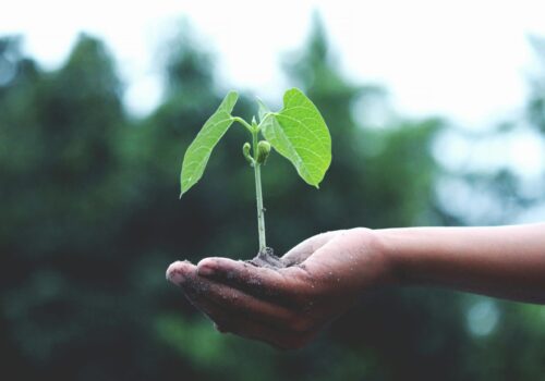 stock image pexels sustainability green plant