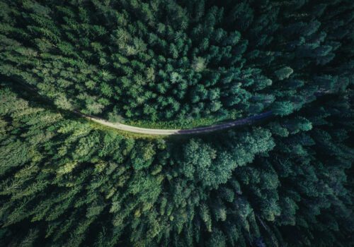 envantage stock image green forest